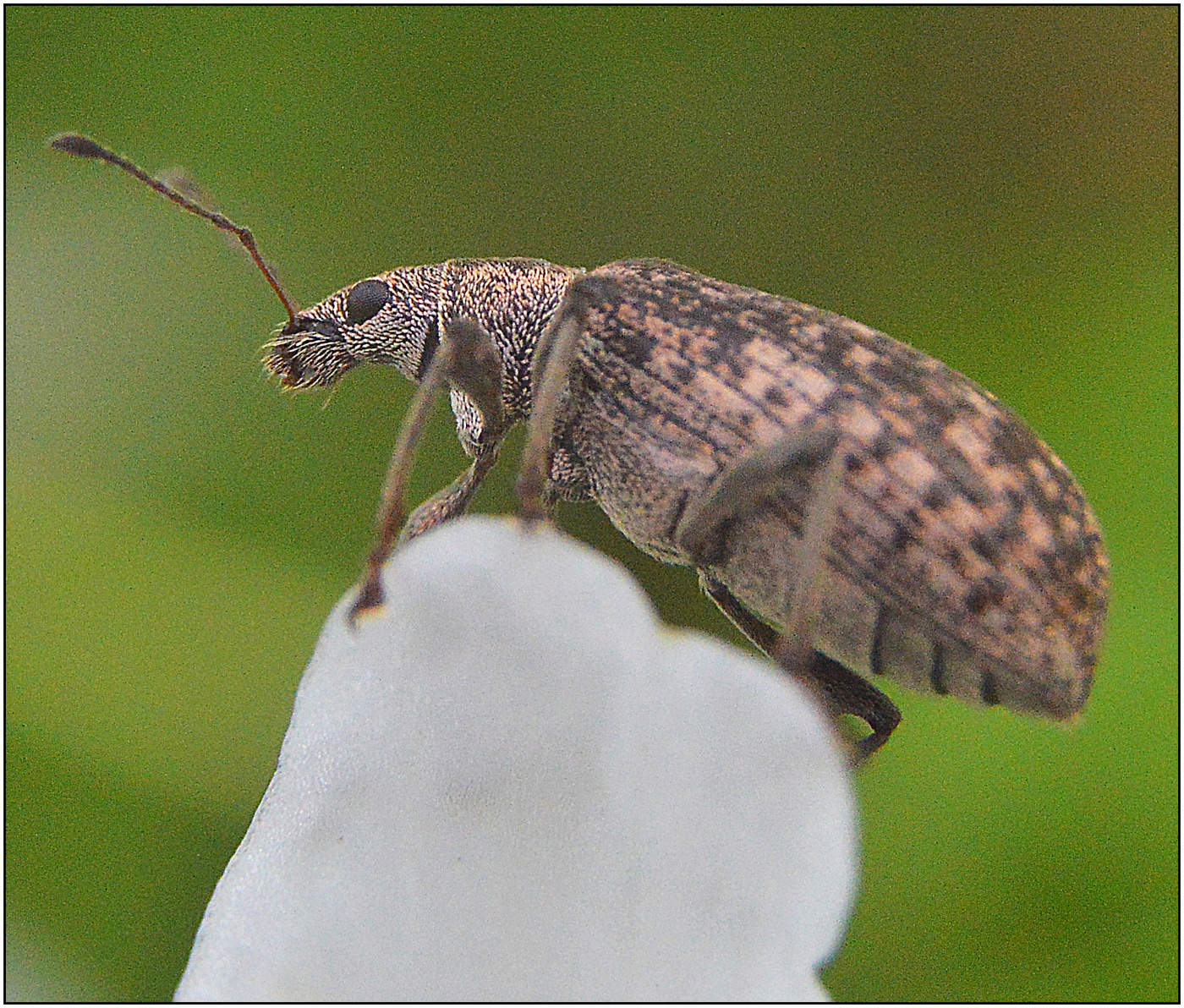 Розовый слоник.