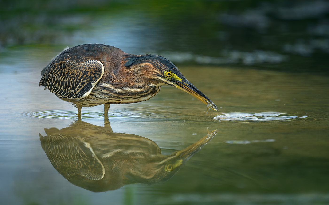 Green heron