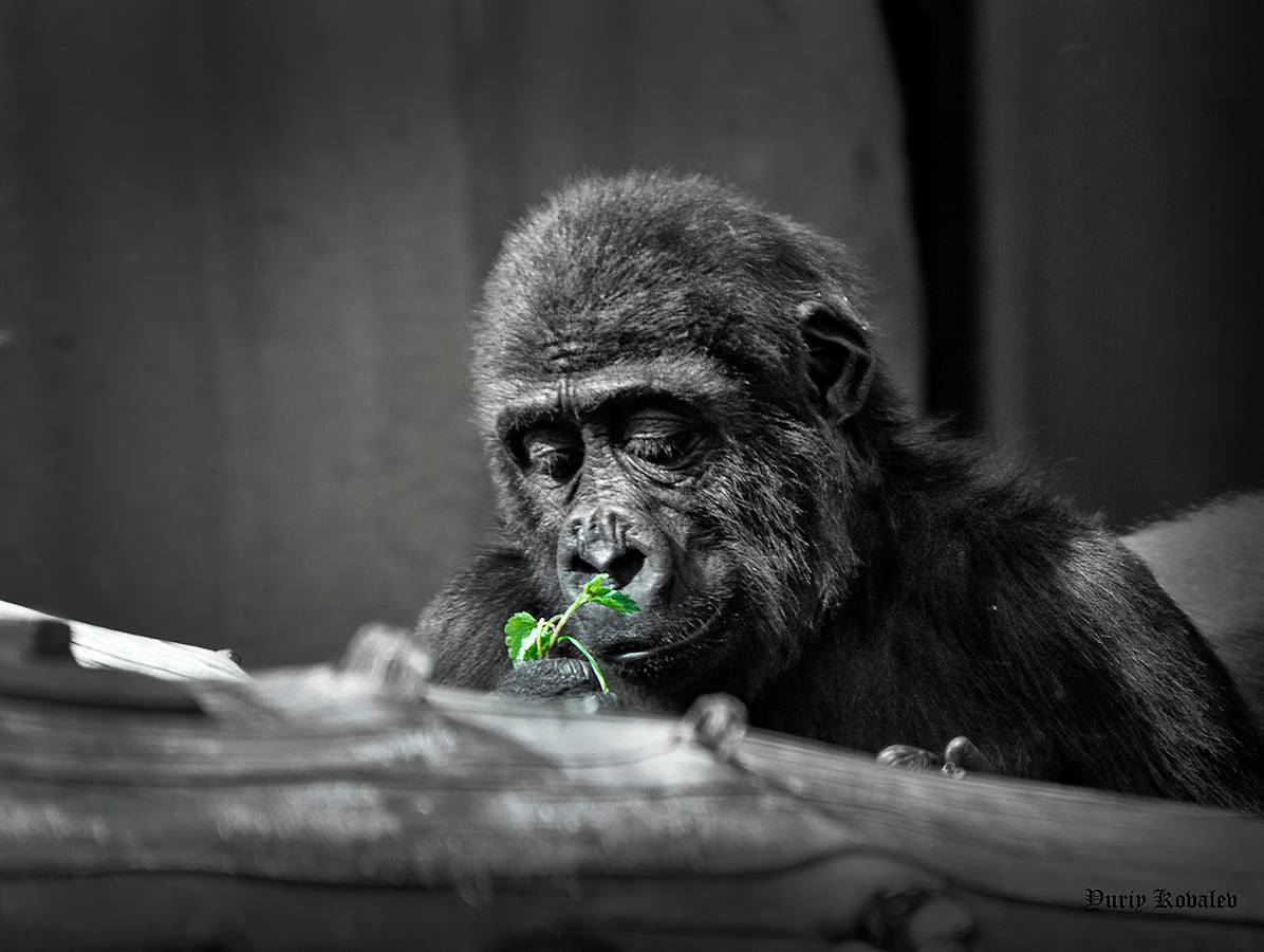 Zärtlichkeit der Natur