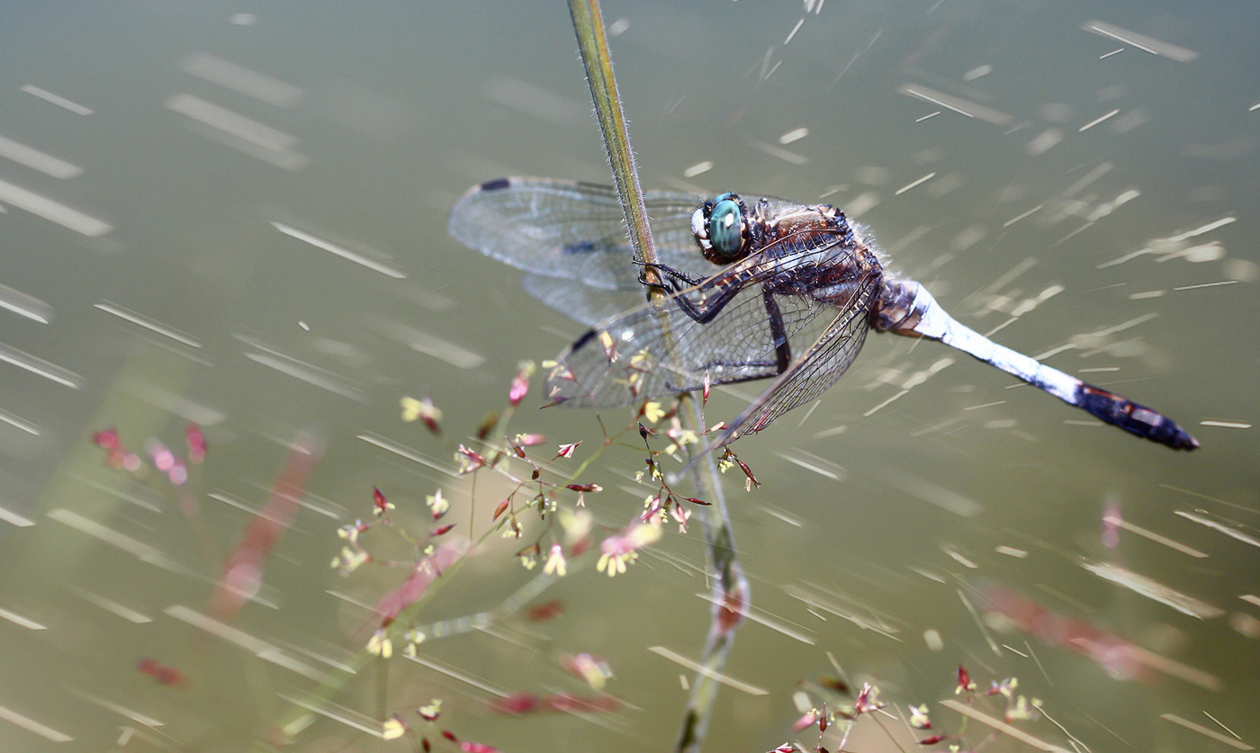 Музыкальное Каприччио в свободной форме..