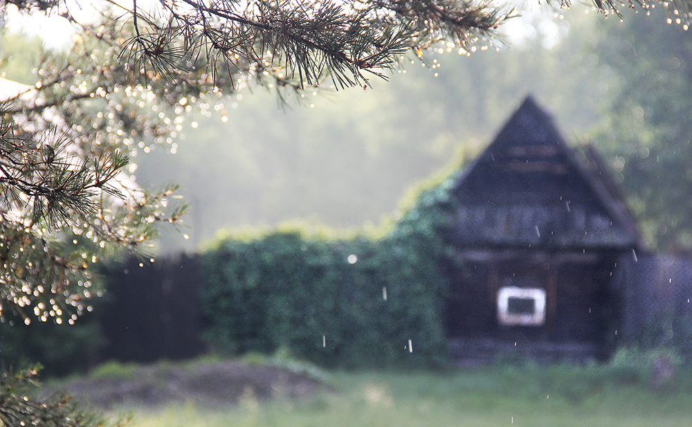 Грибы будут