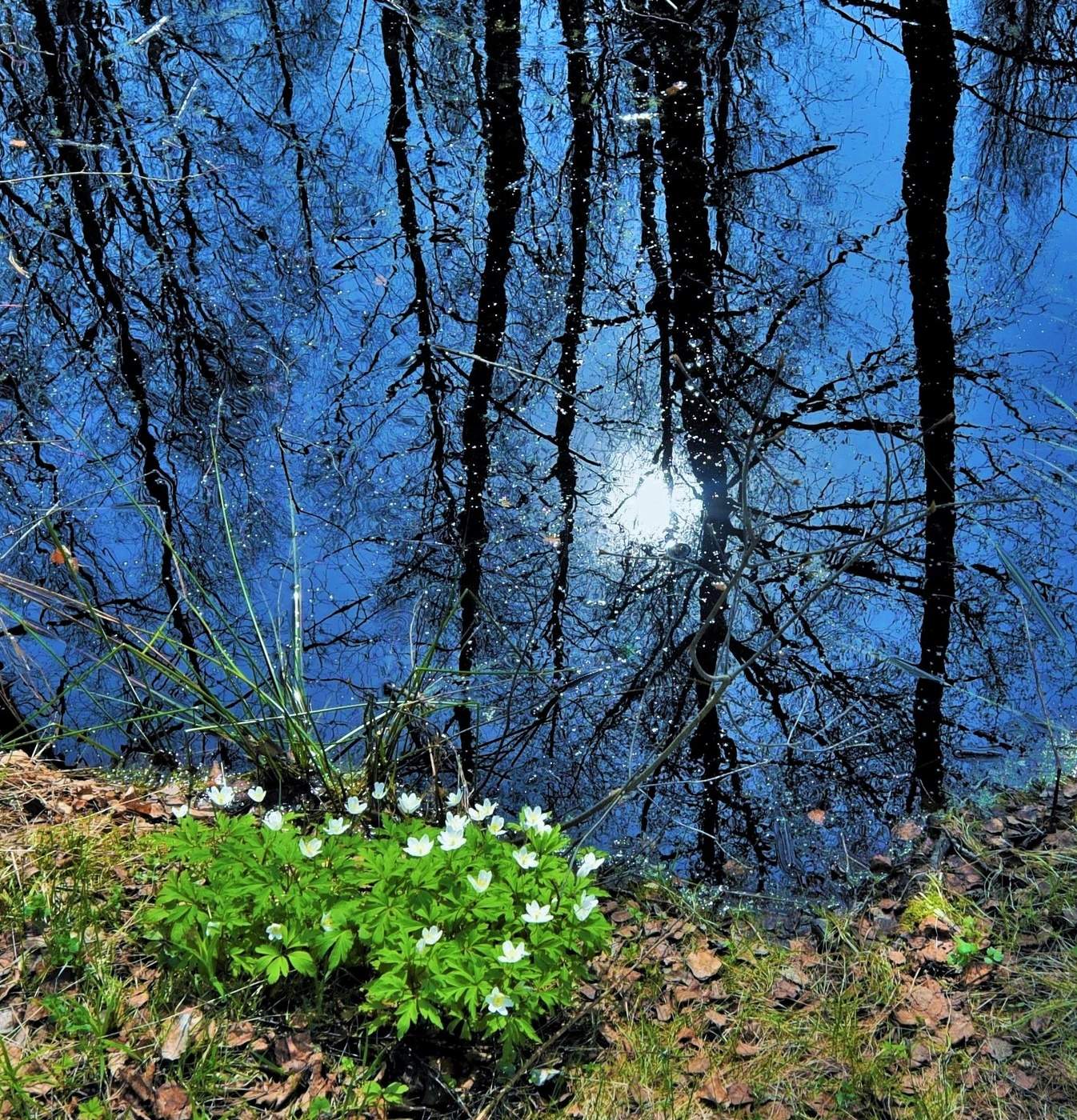 "Травка зеленеет, солнышко блестит ..."