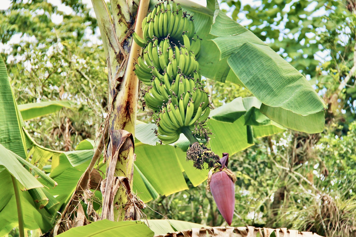 Банановый рай