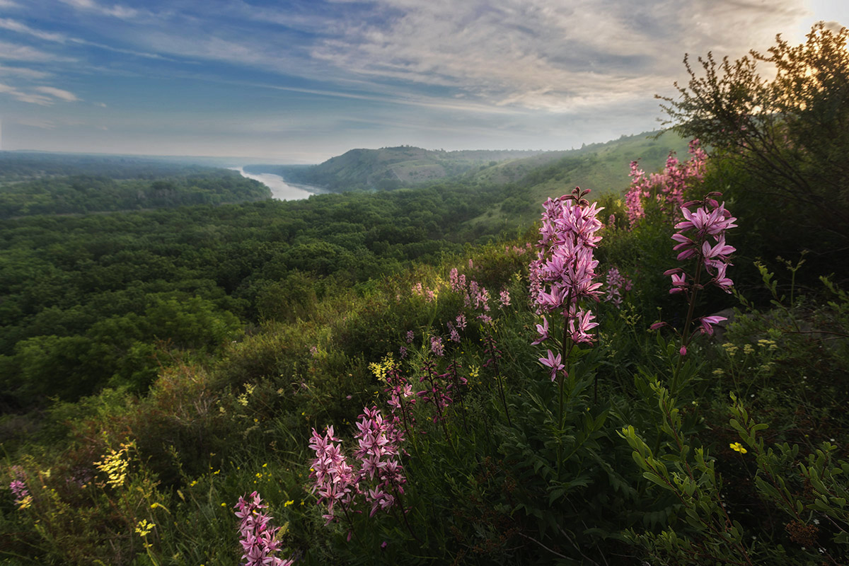 Ясенец цветет