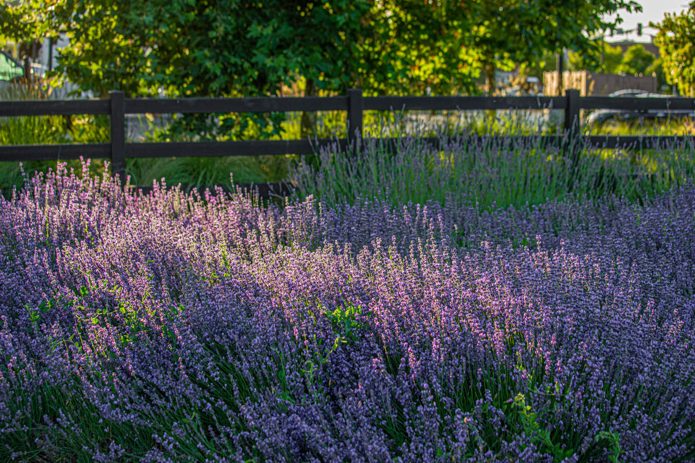 Лаванда цветёт