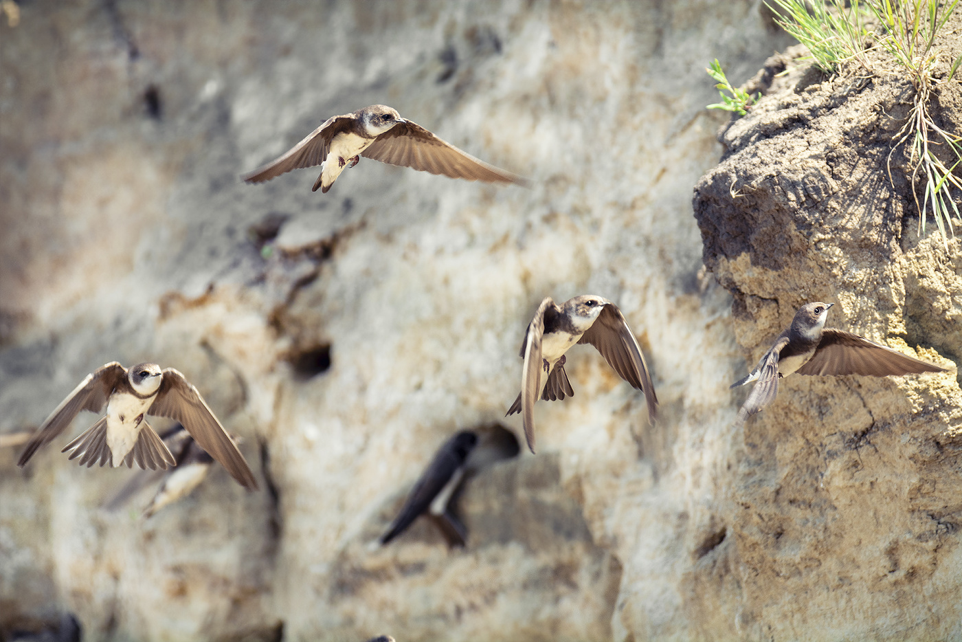 береговая ласточка..