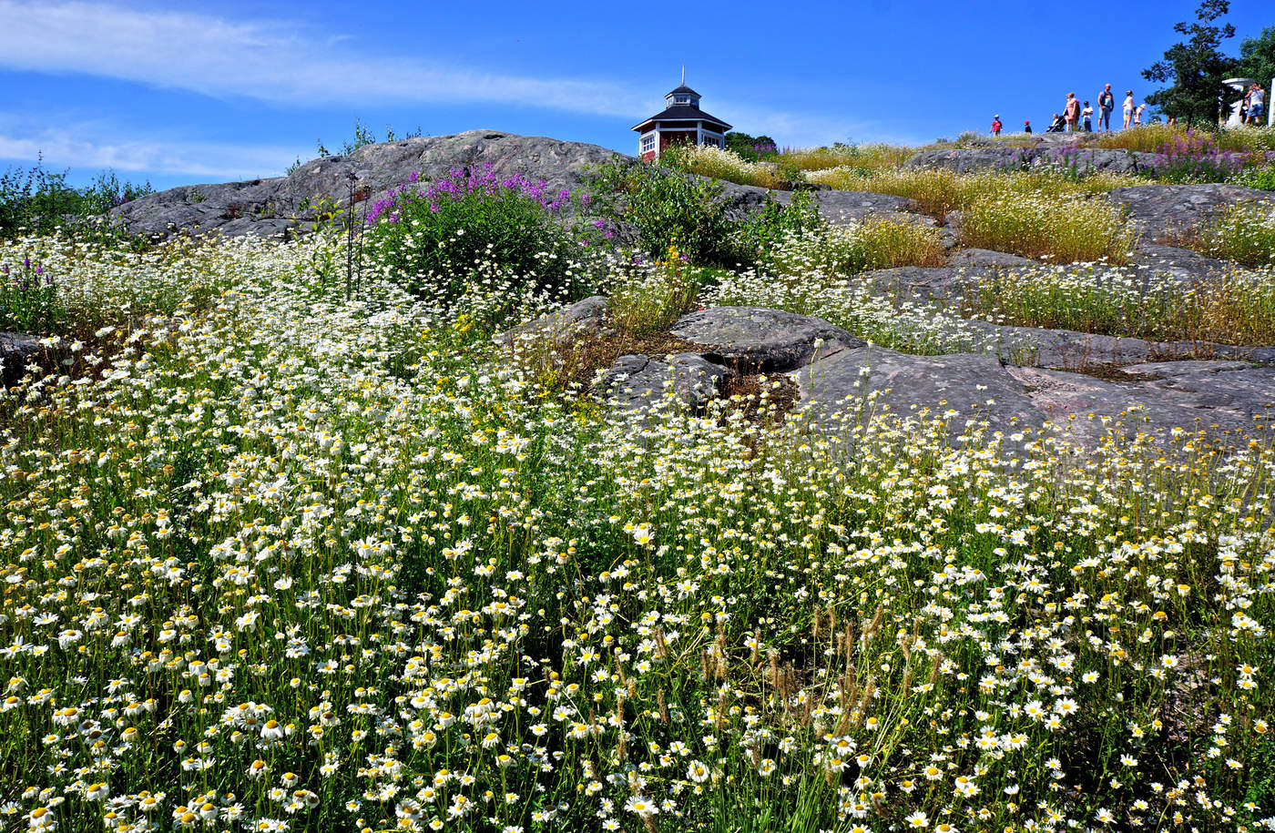 Ромашкина горка