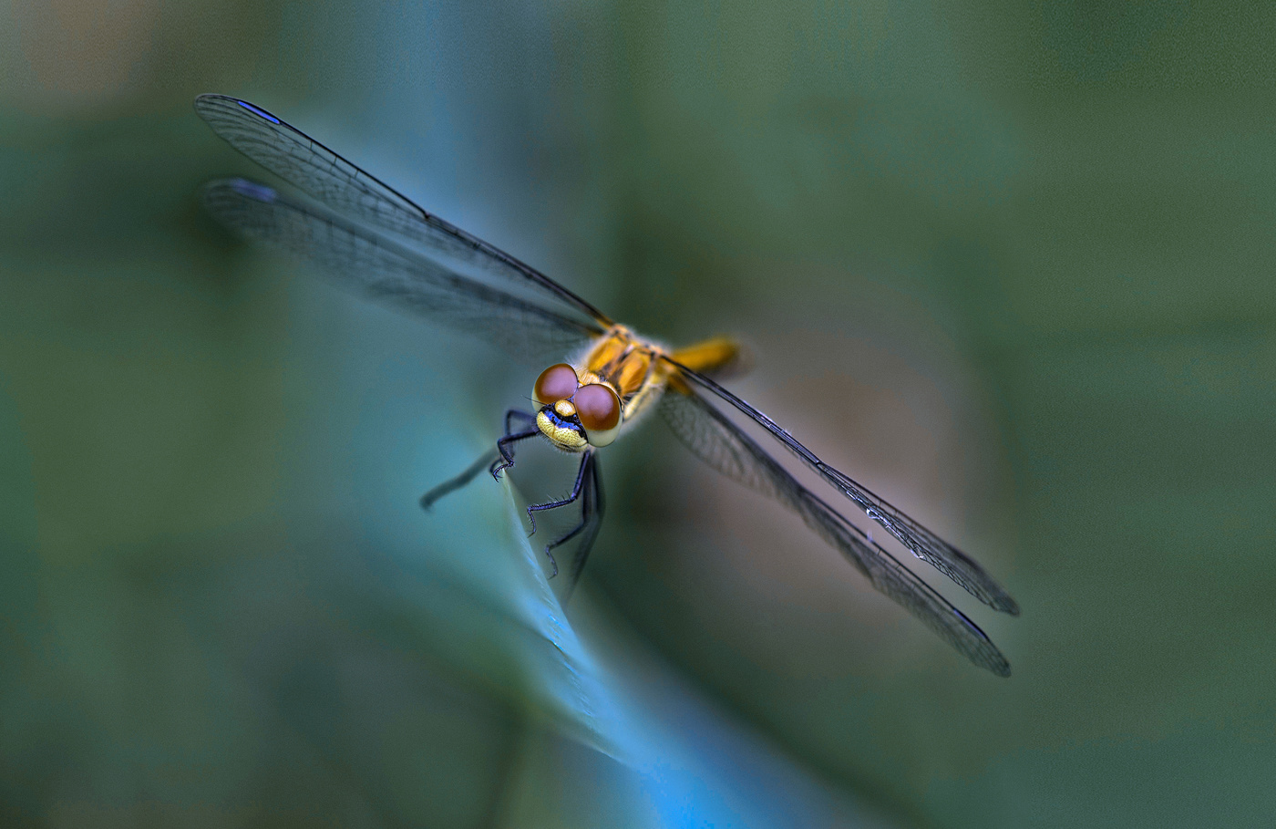 Что за чудо стрекоза, только крылья и глаза...)