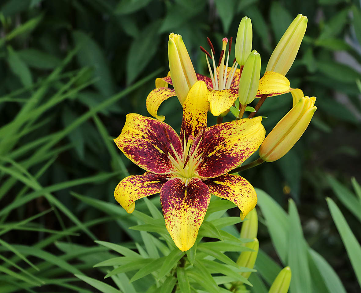 Необычные лилии