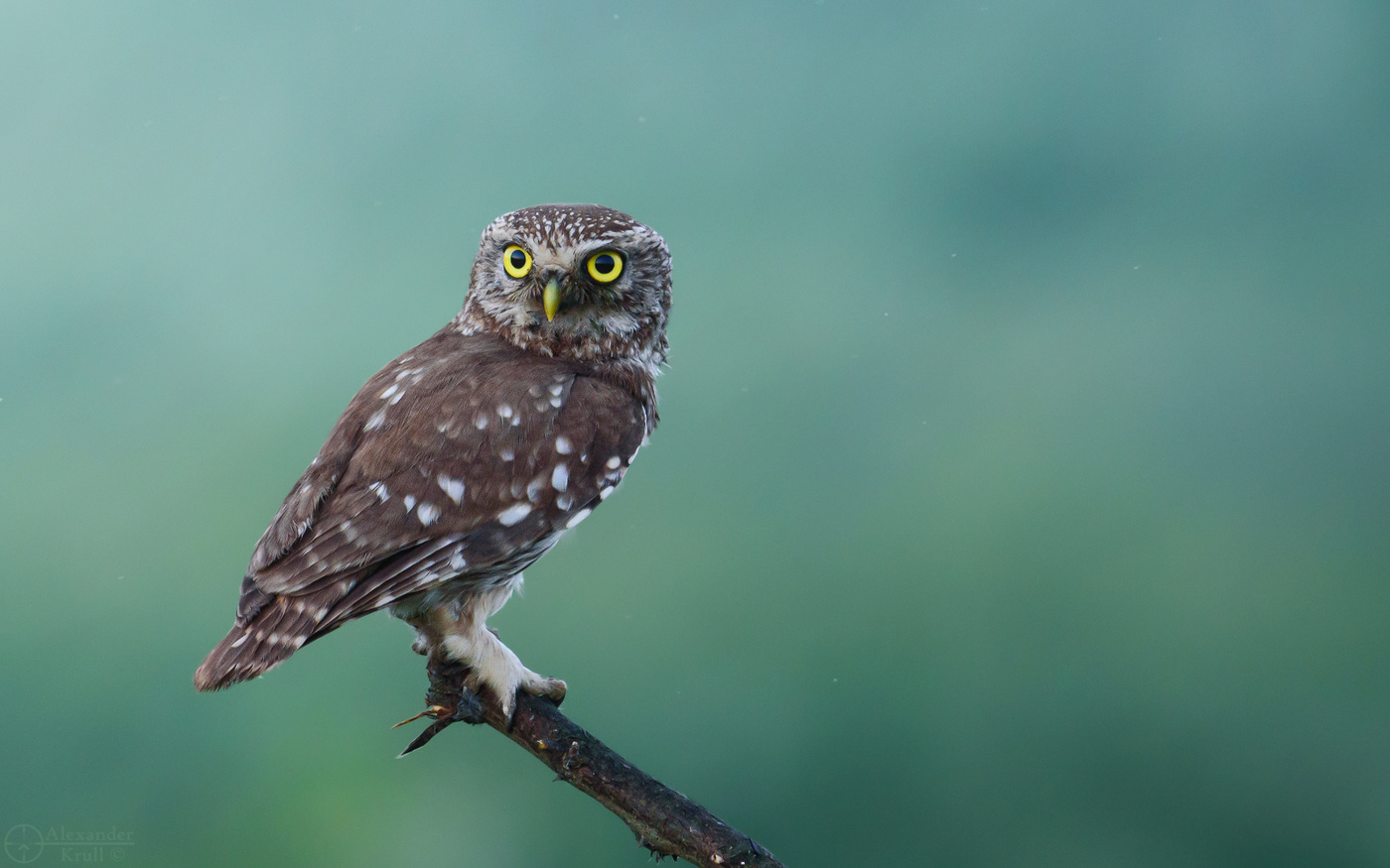 Предрассветная встреча...