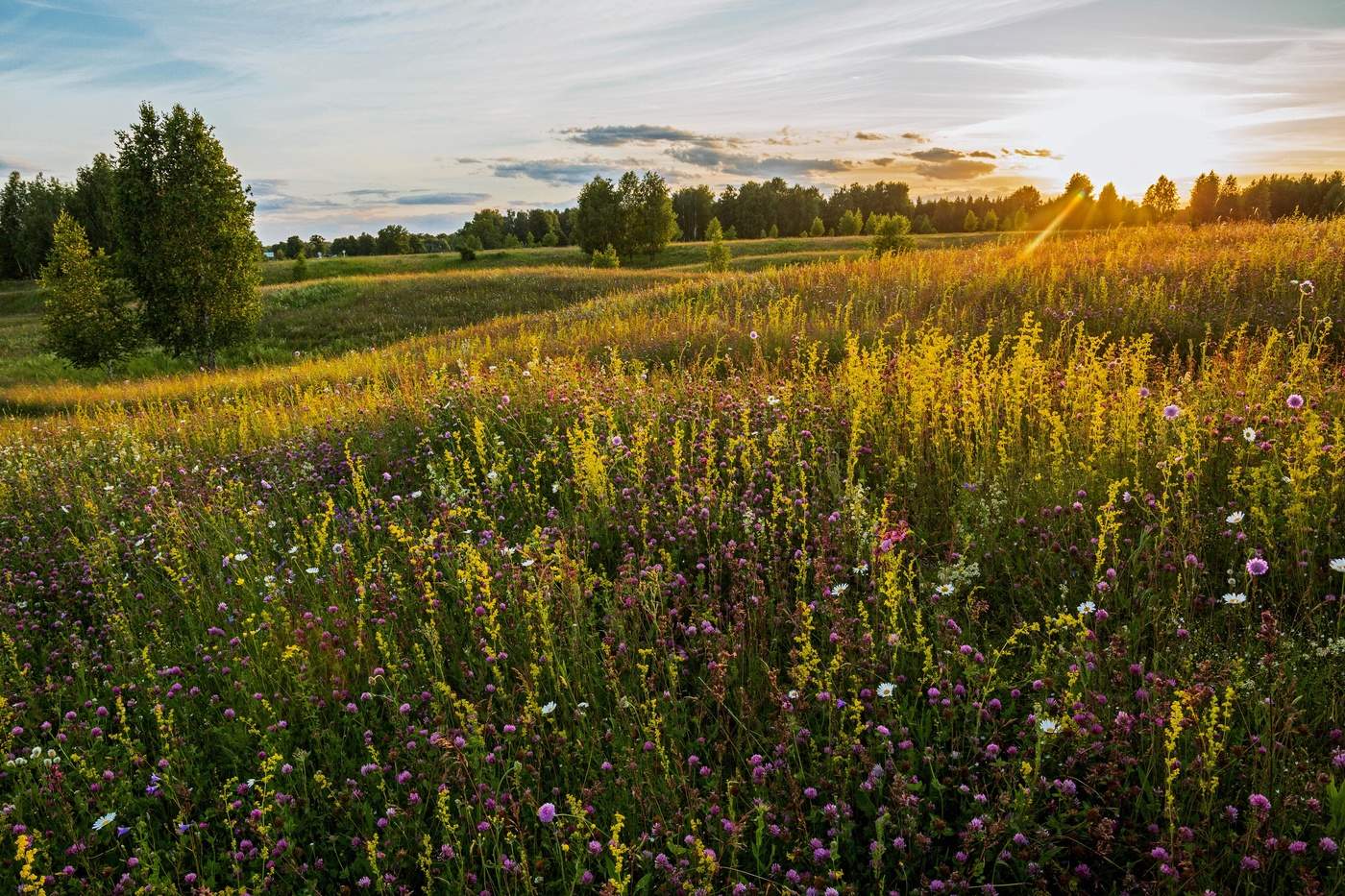 В лучах заходящего солнца