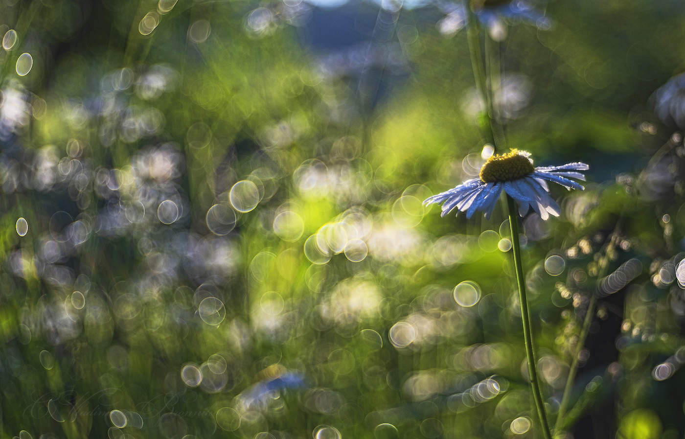 Летние росы