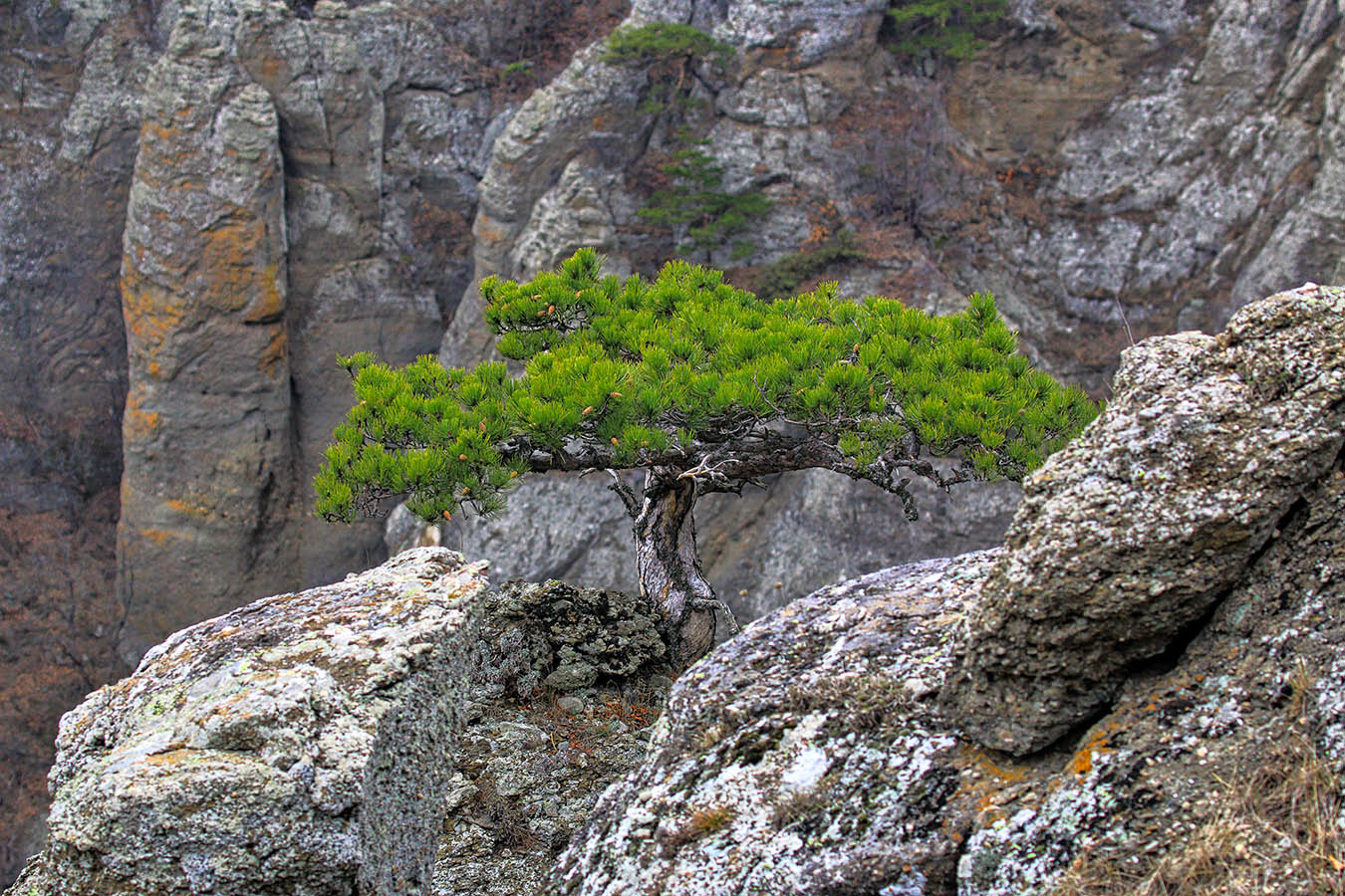 Сосна Коха**