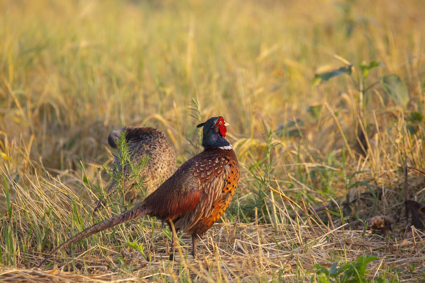 Телохранитель