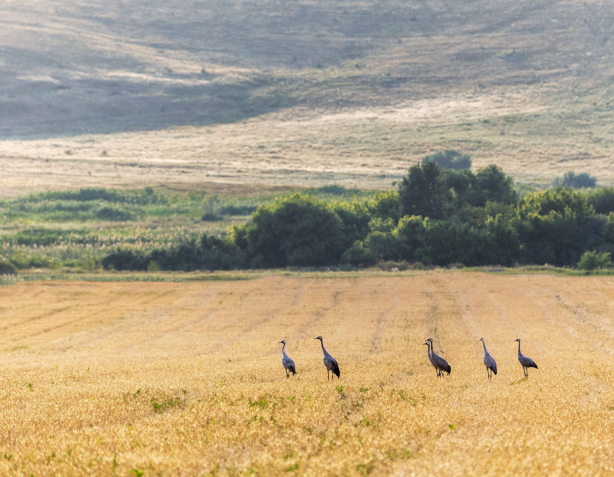 Журавли на пшеничном поле