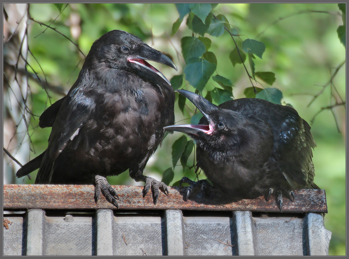 - Бррратан! Ну ты же непрррав!