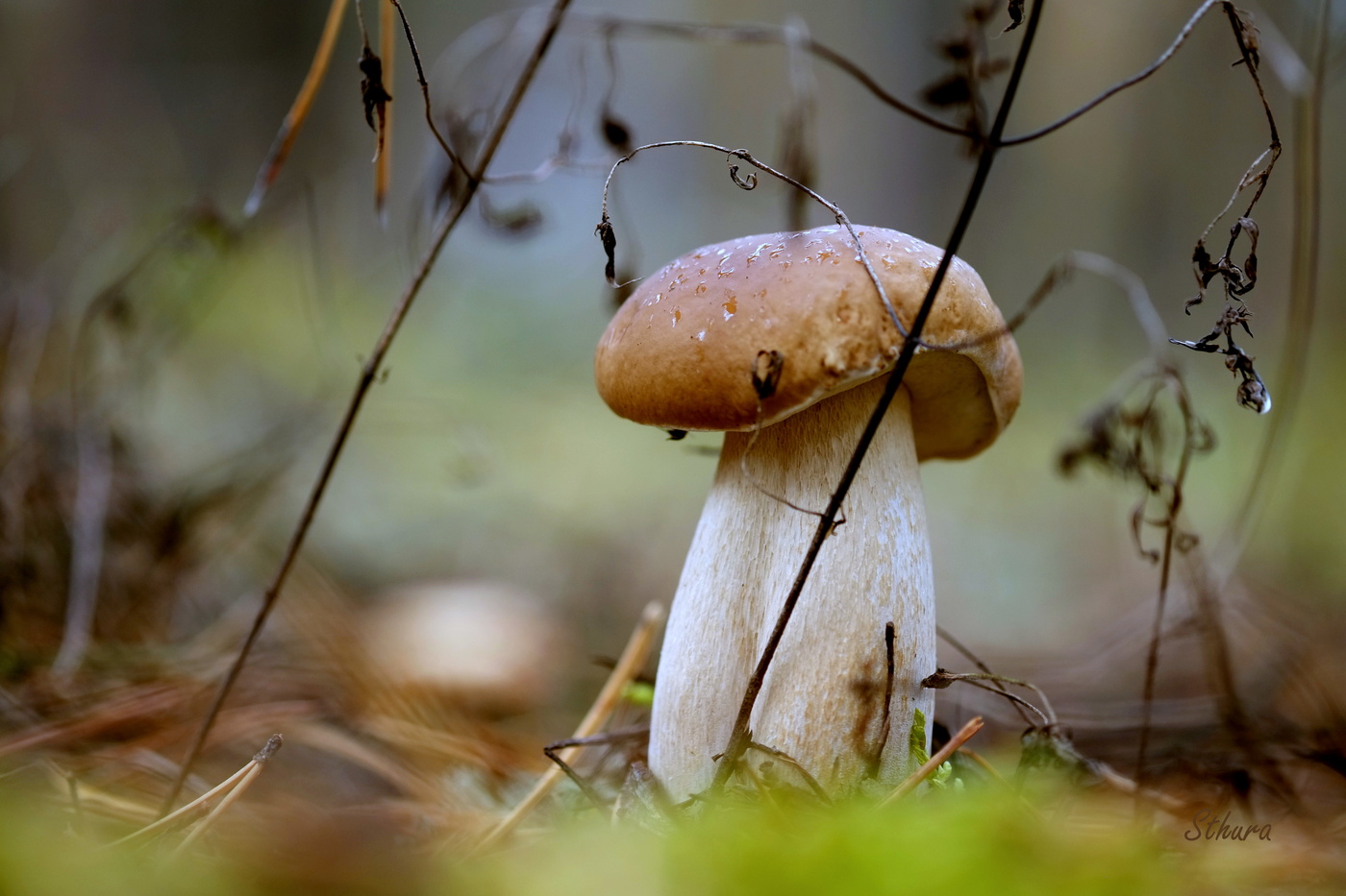 Лесной подарок.