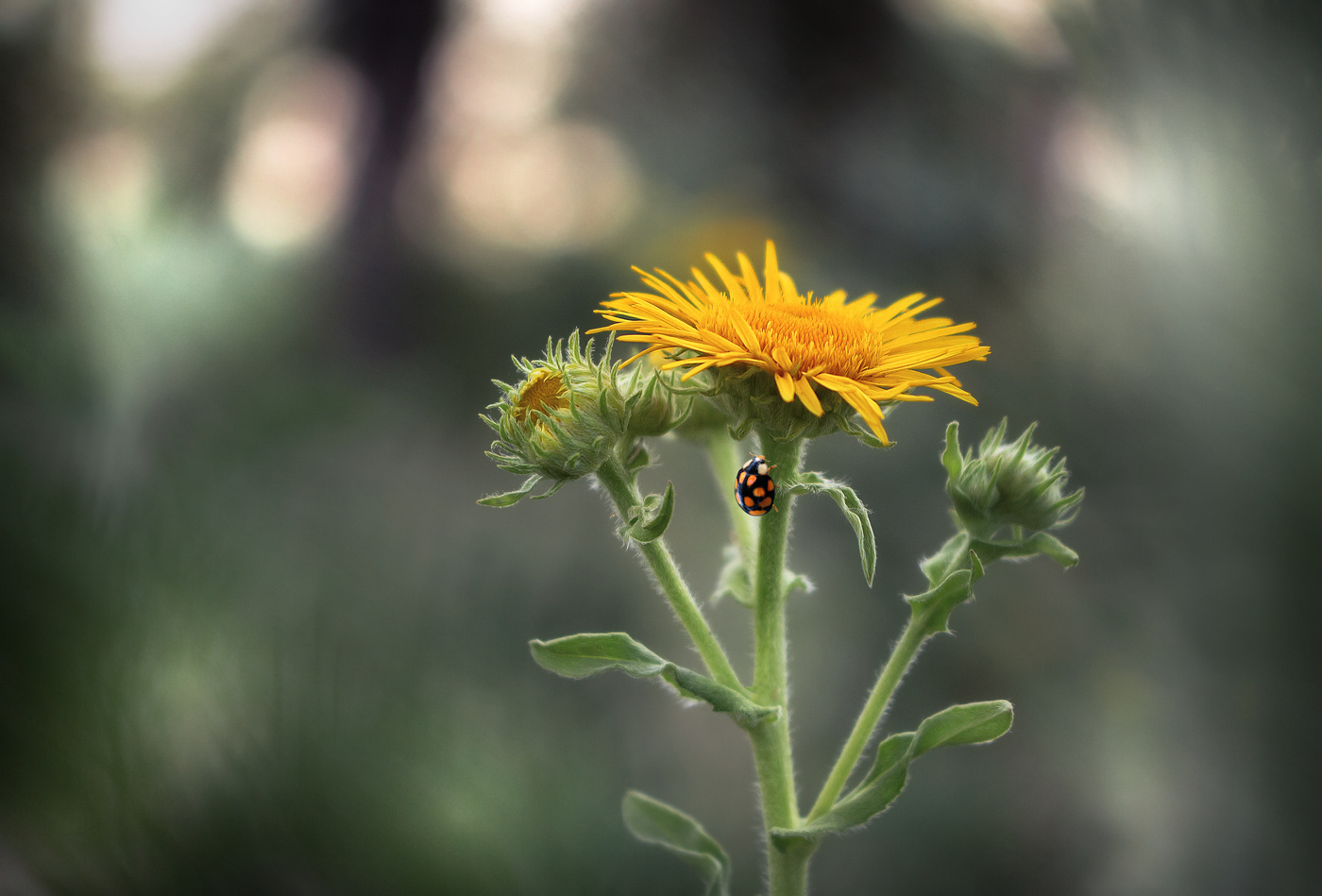 Скромный июль.