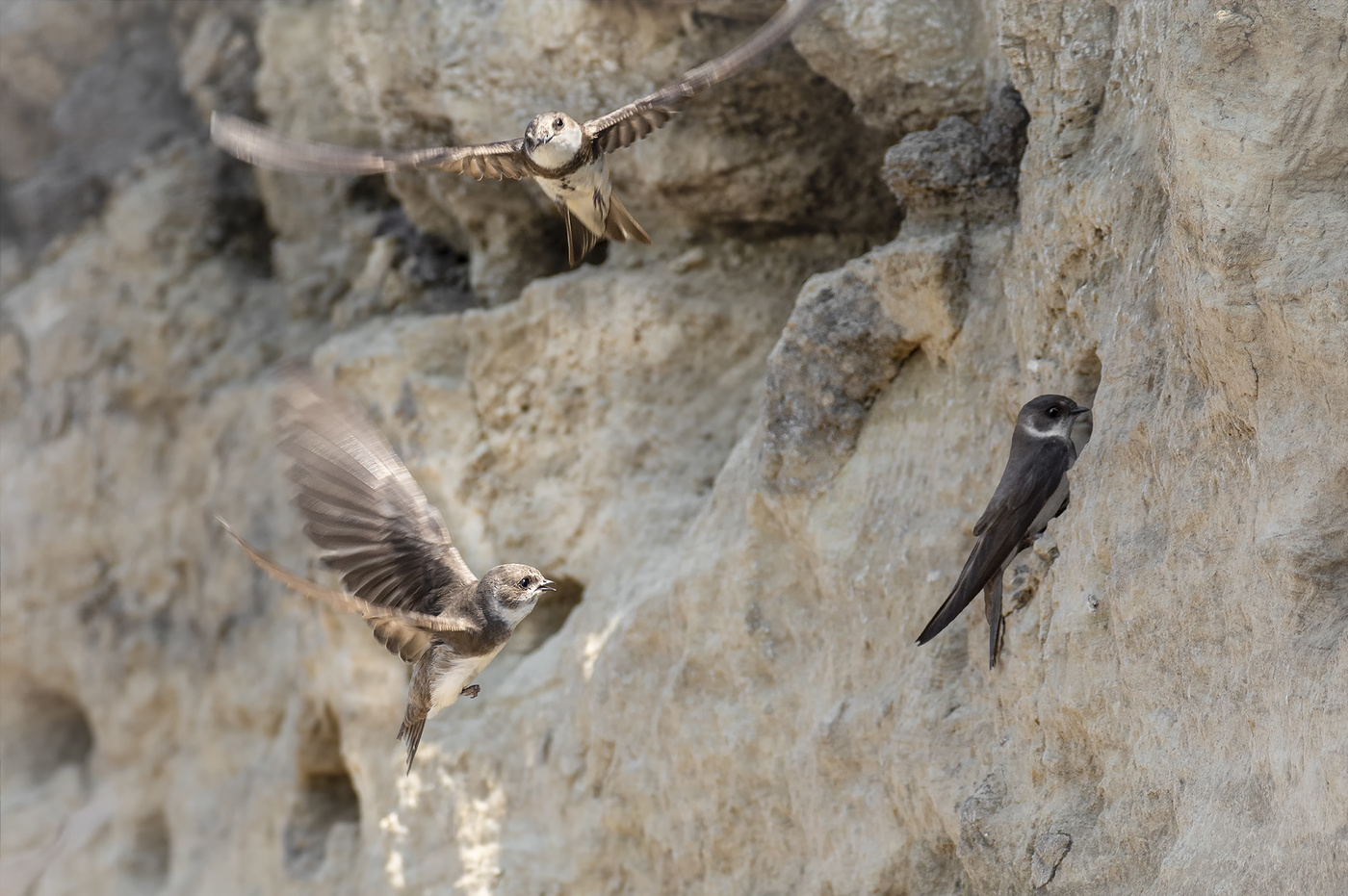 береговушки..
