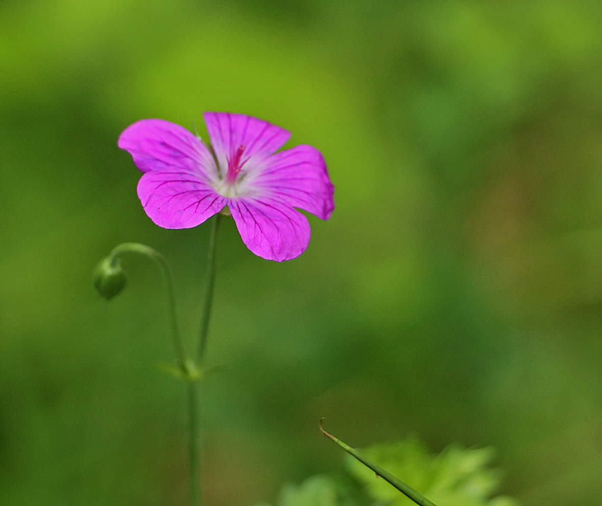 Лесной цветочек