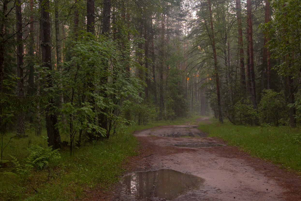 Вечерний лес