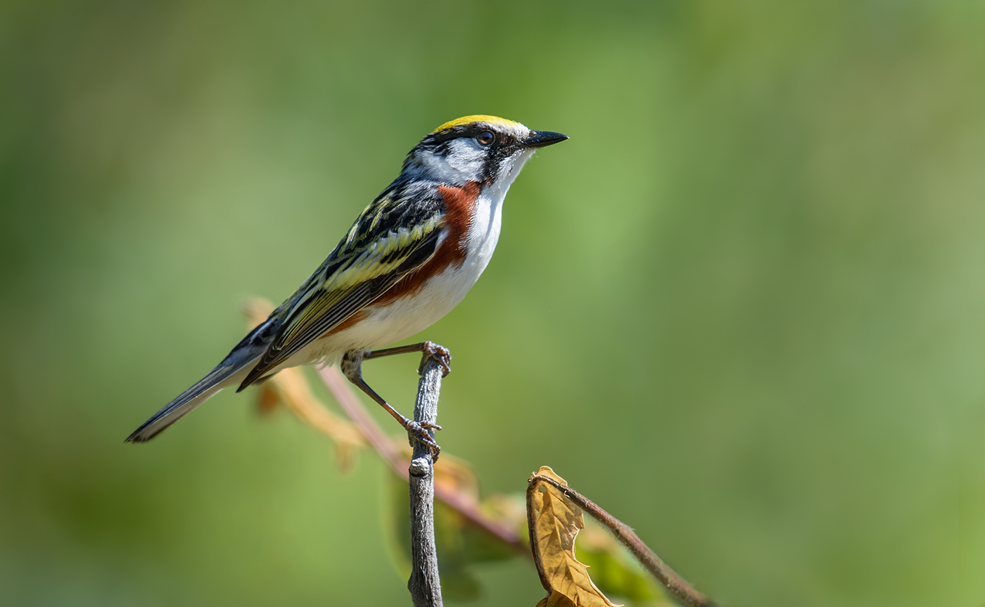 Chestnut-sided Warbler (male)