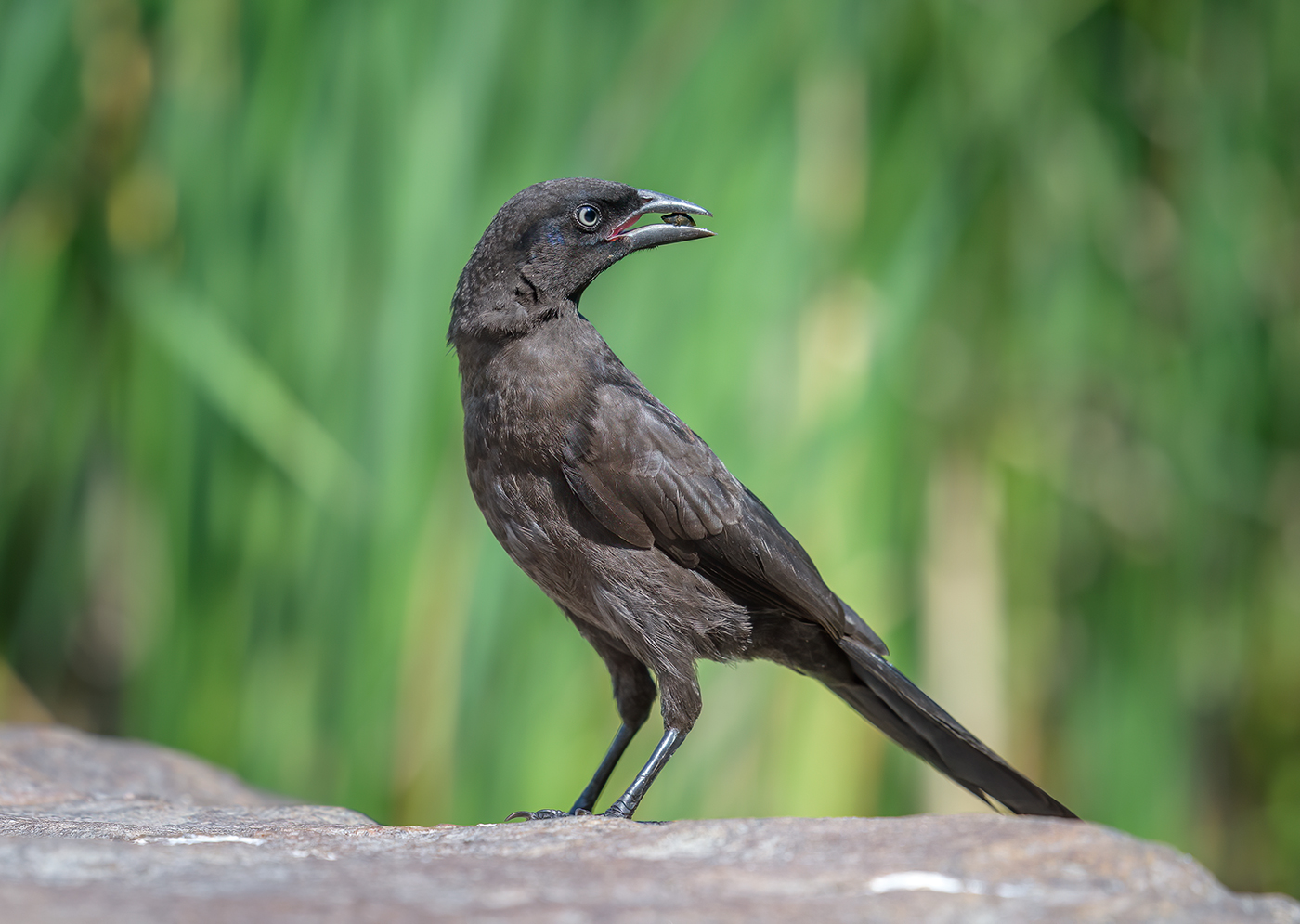 Common grackle (female)