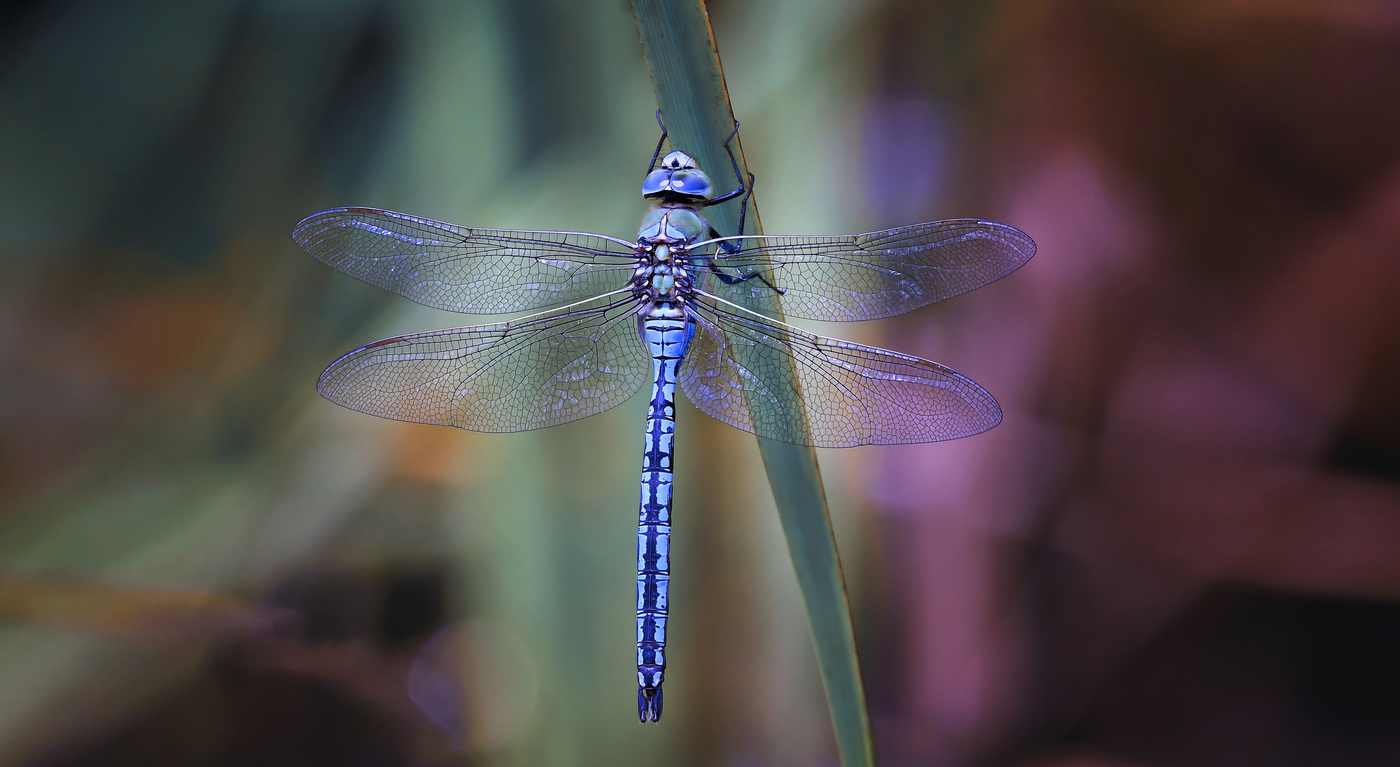 В голубом...
