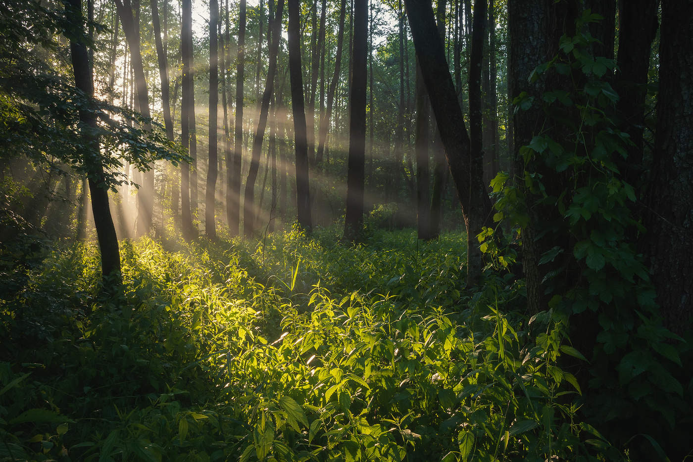 На встречу свету
