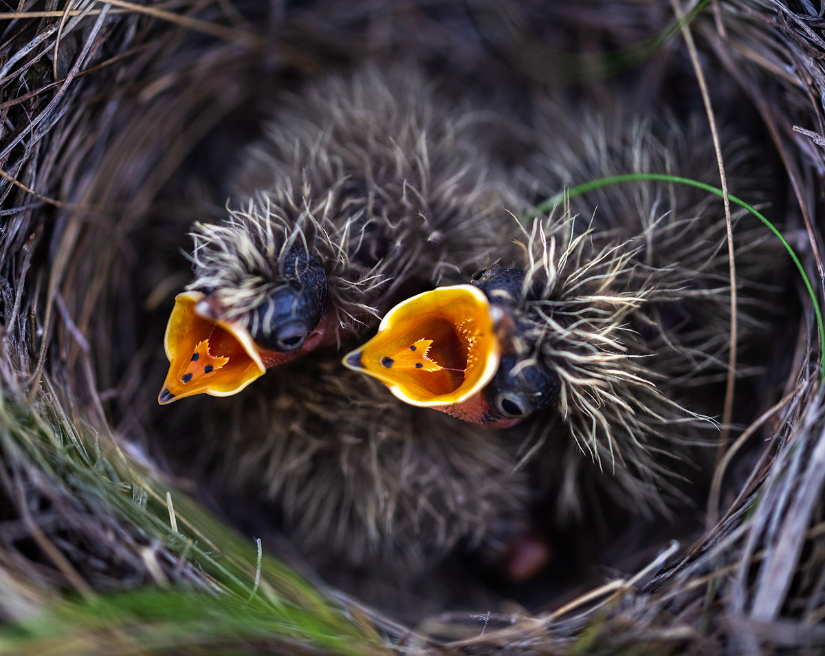 Вечно голодные рты