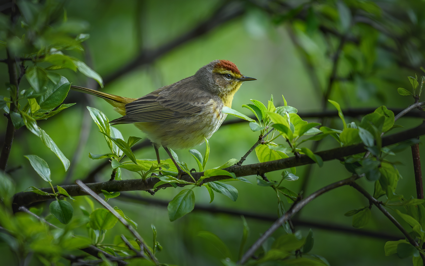 Palm Warbler