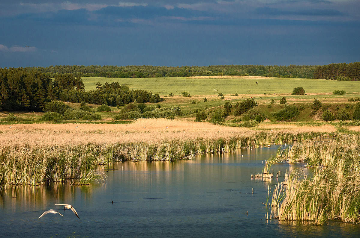 Перед дождем...