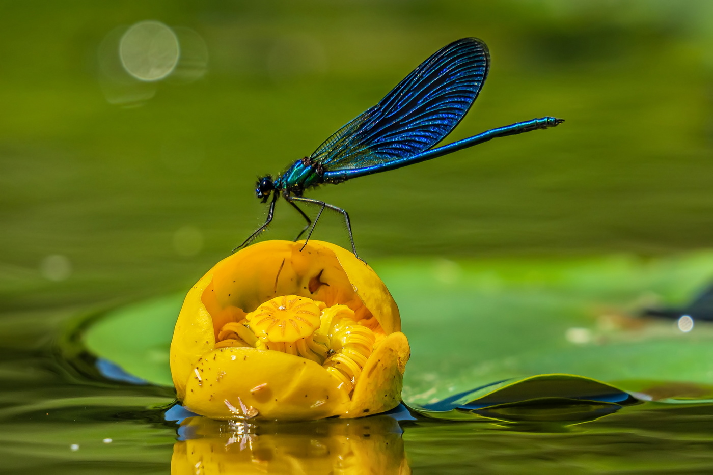 Красотка блестящая