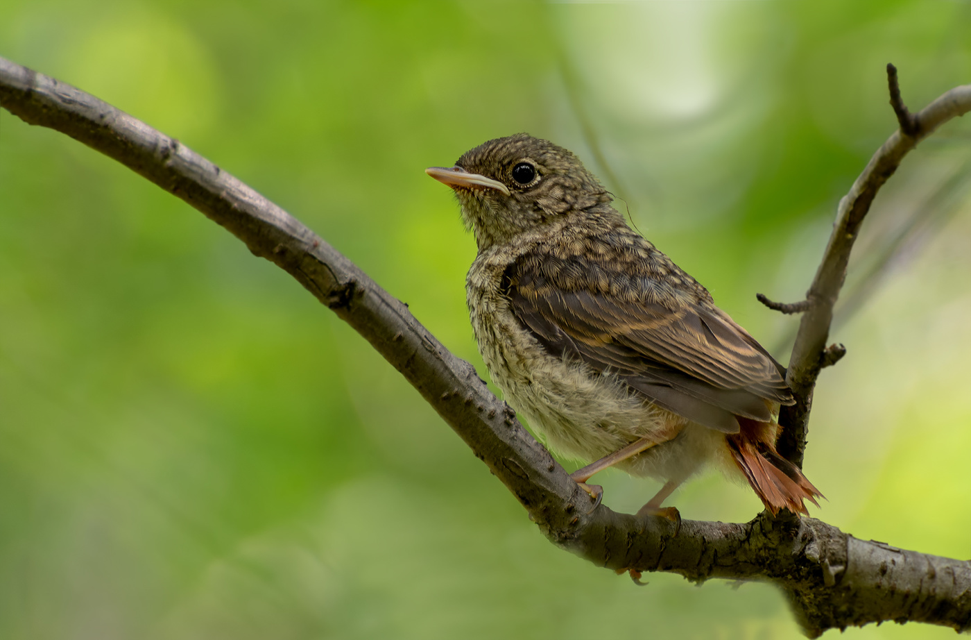 горихвостка..