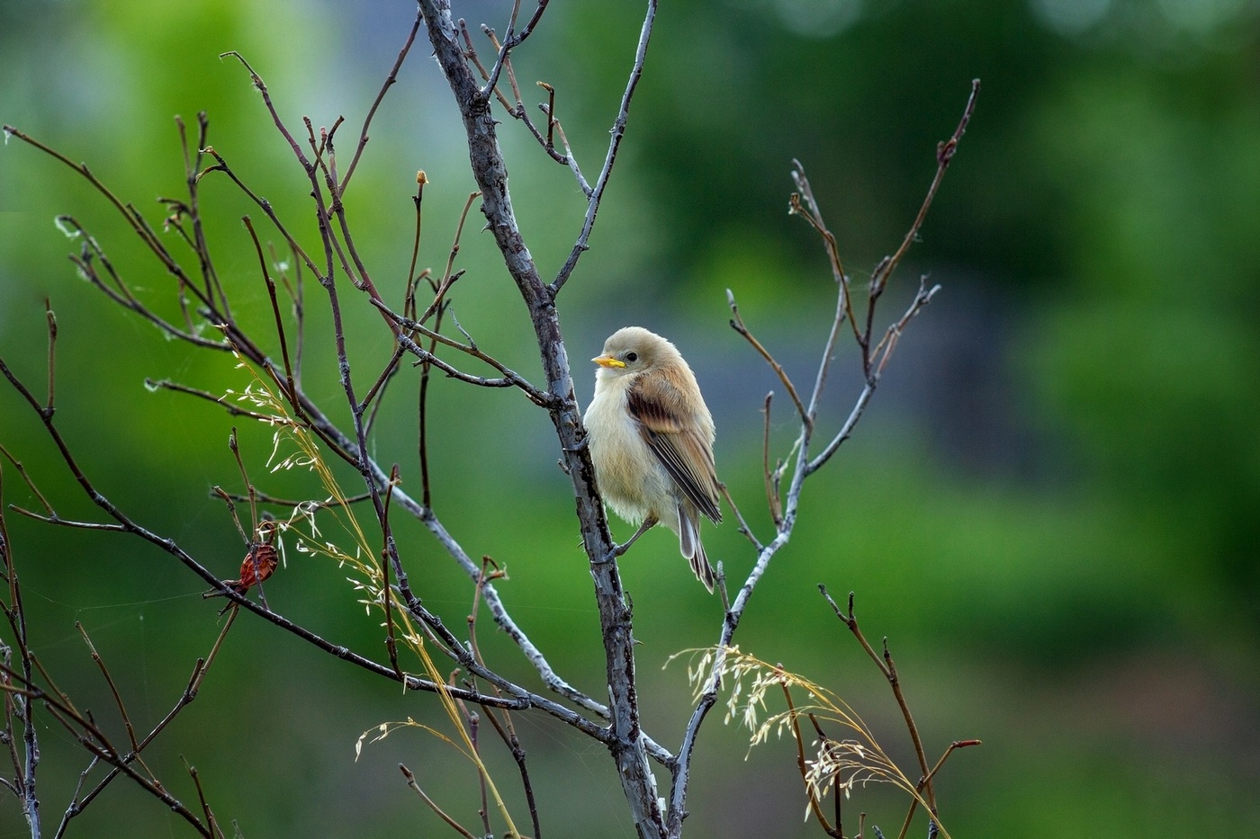 Малыш ремез