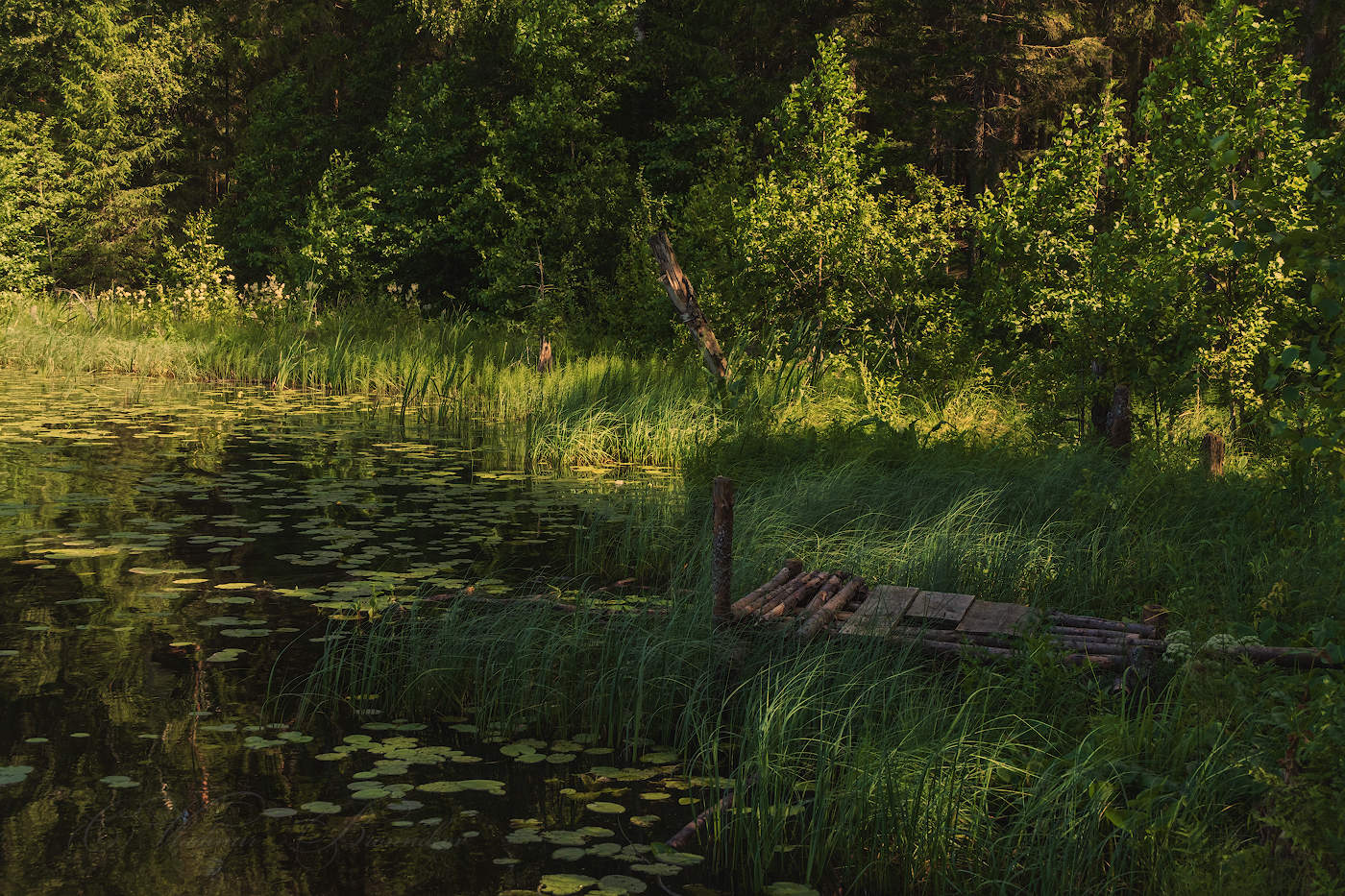 Там , где водятся караси