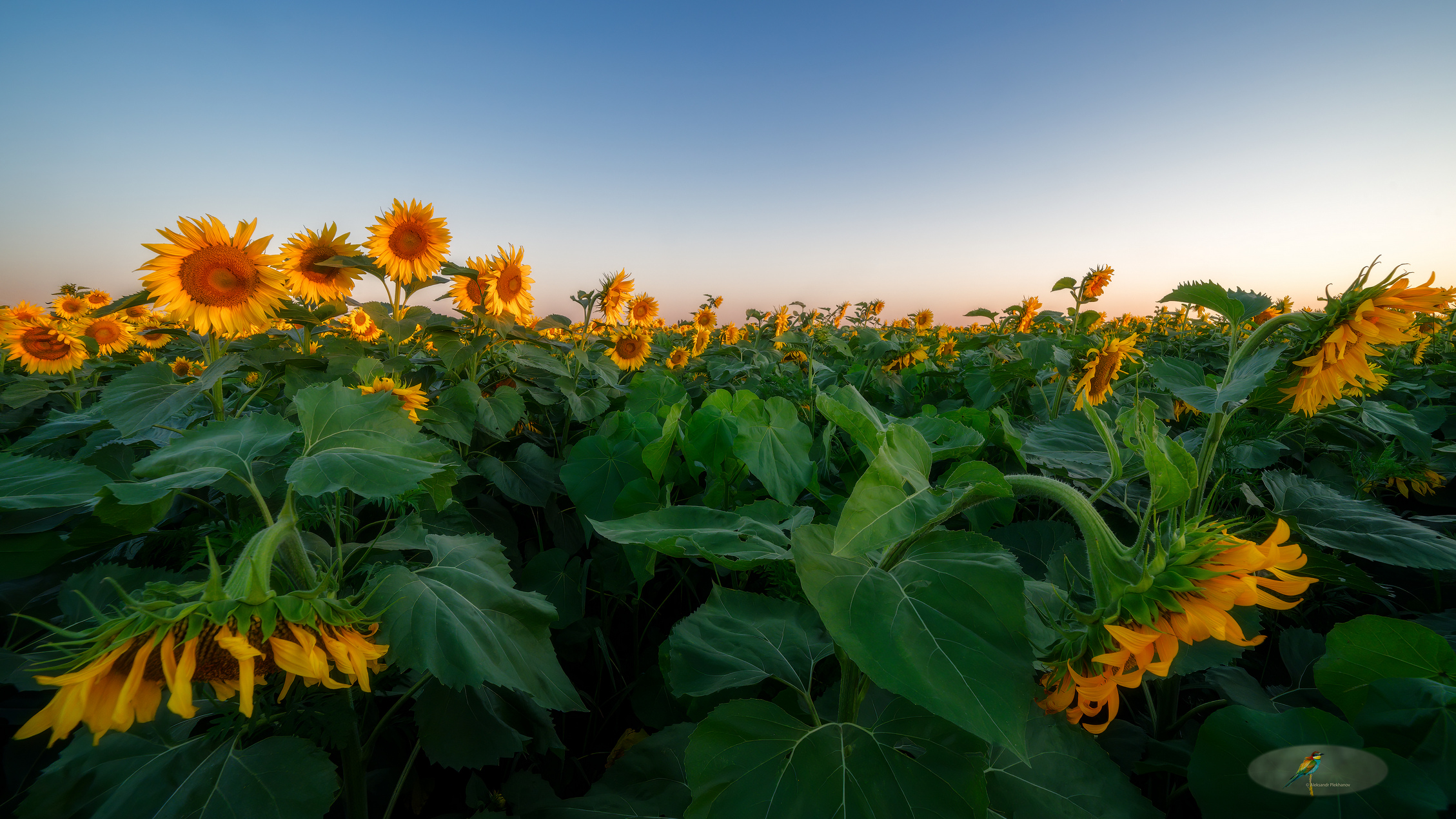 Рассвет в подсолнухах