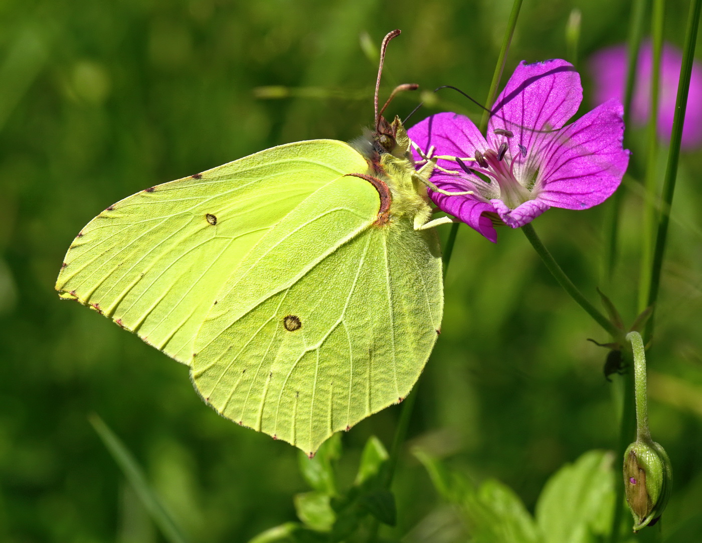 Контрасты лета.