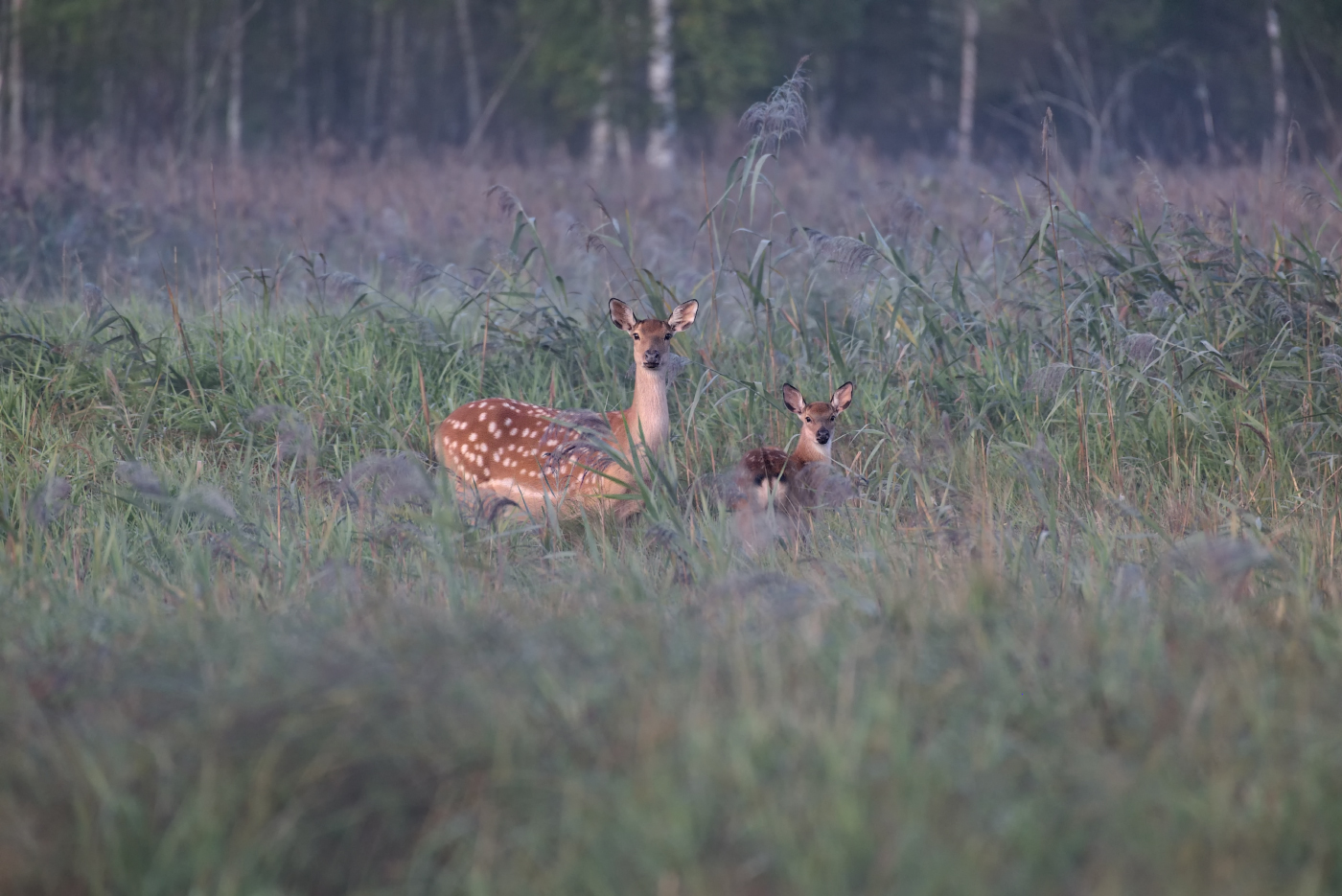 в утреннем лесу