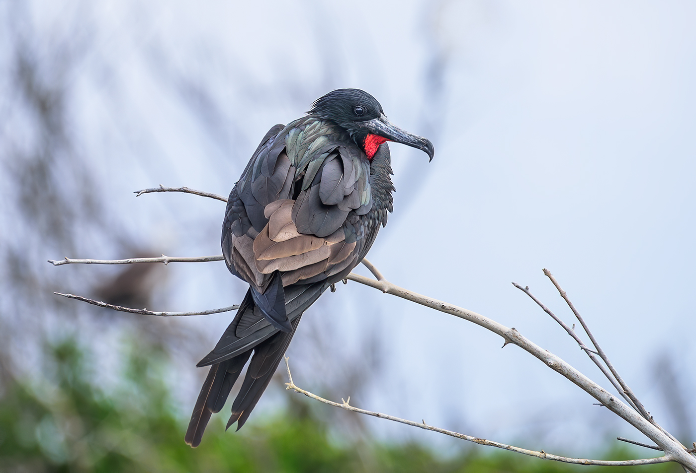 Magnificent Frigatebird (male)