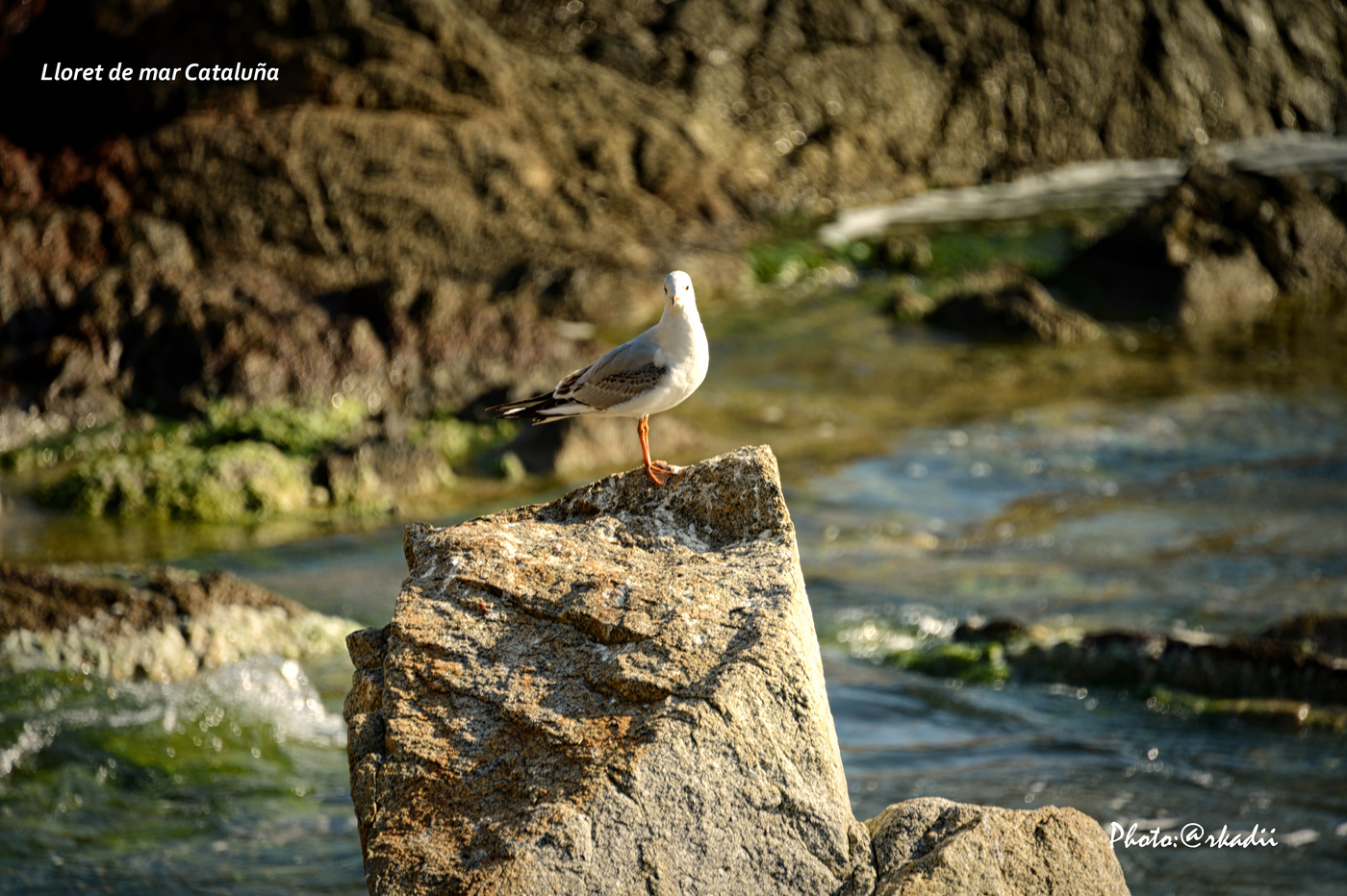 Одинокая чайка.