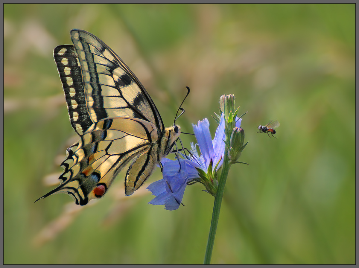 Слон и Моська
