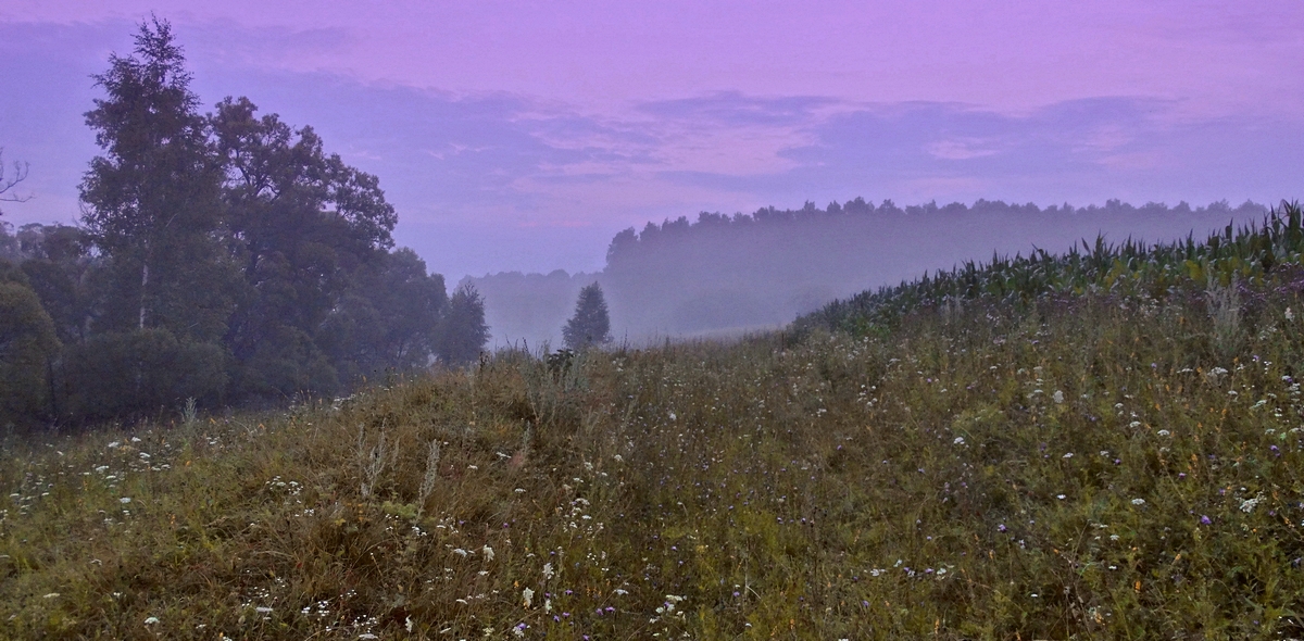 Сиреневый туман над полем проплывает