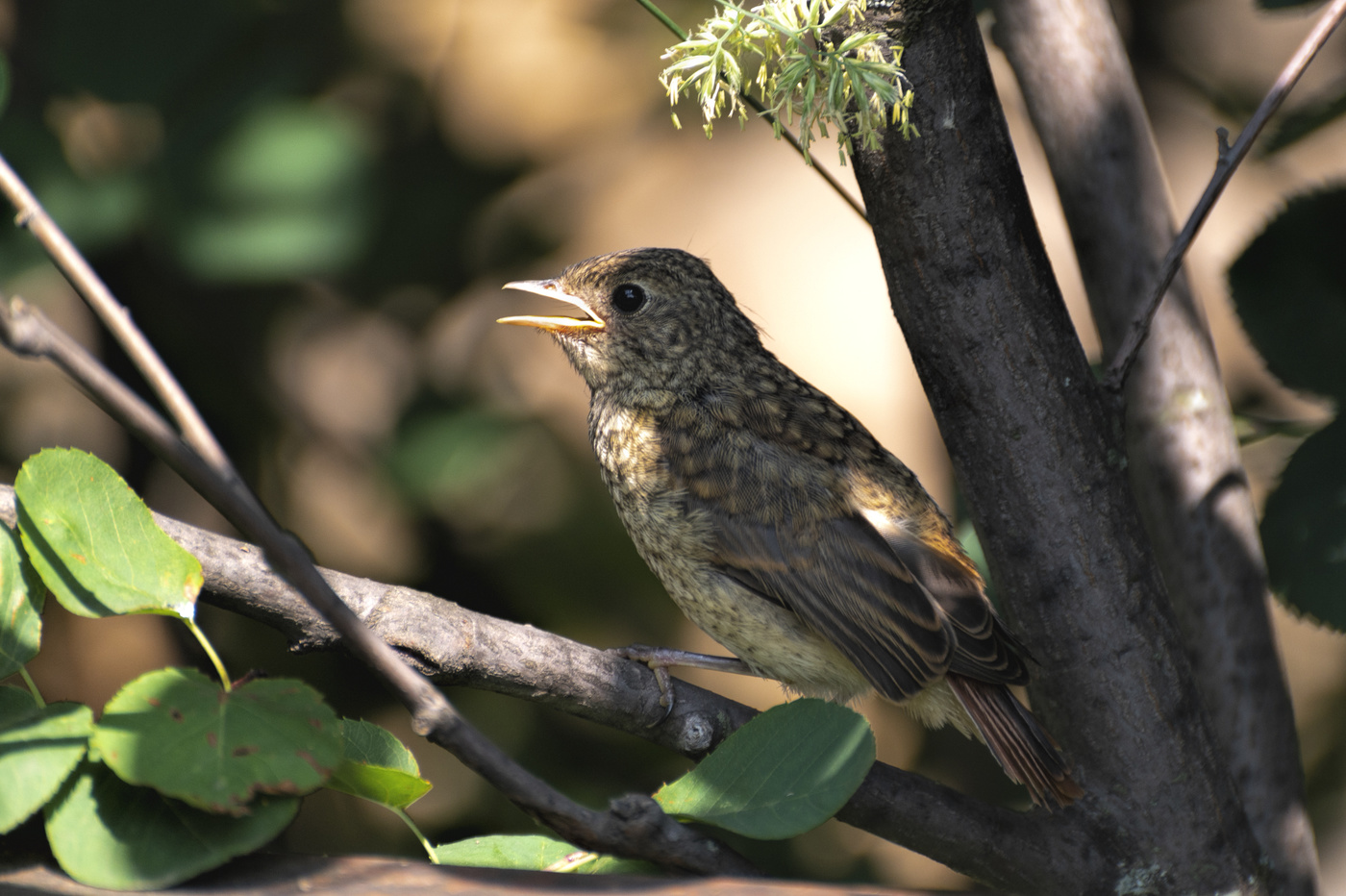 хде хавчик, я вас спрашиваю