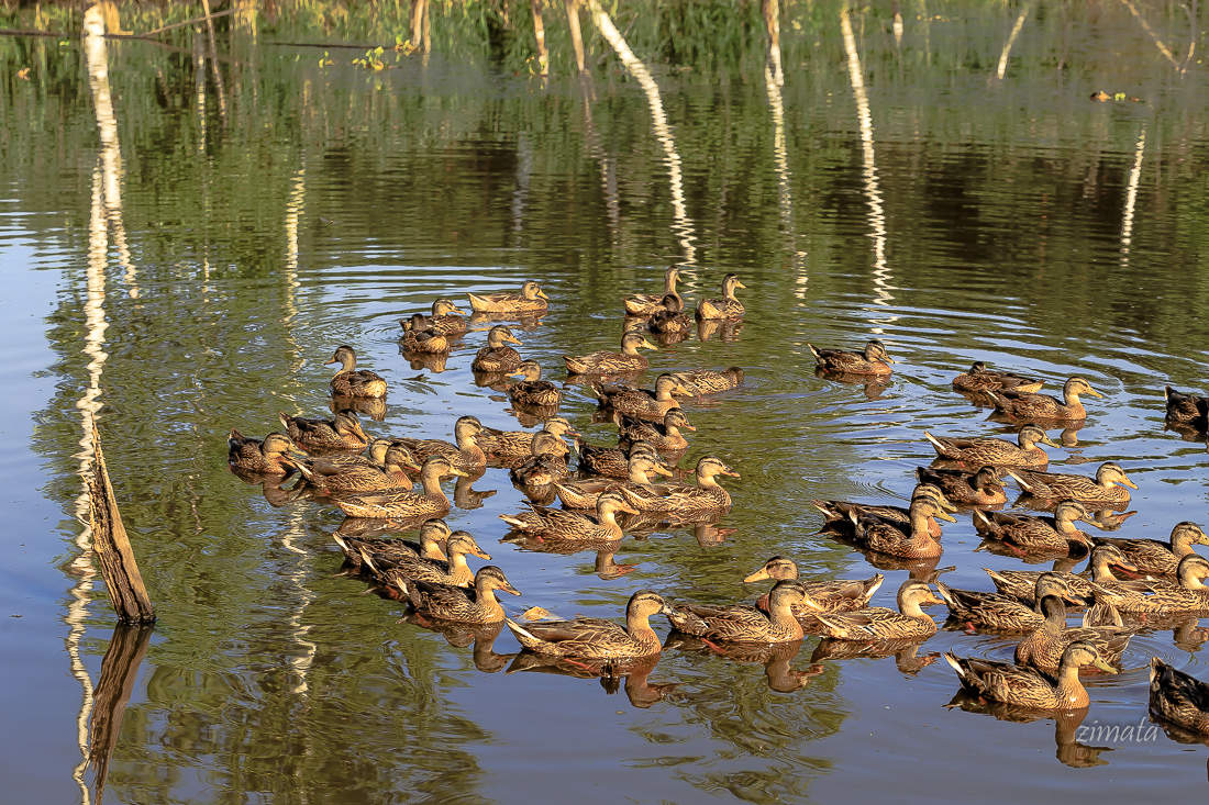 Лесное болото