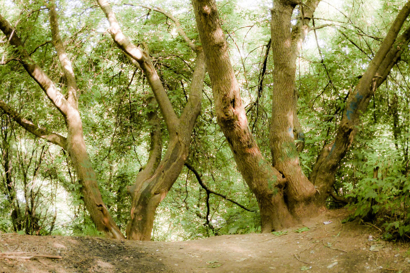 С деревьями