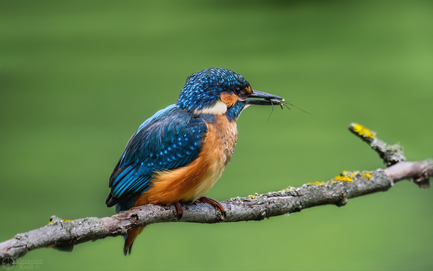 Важная добыча...