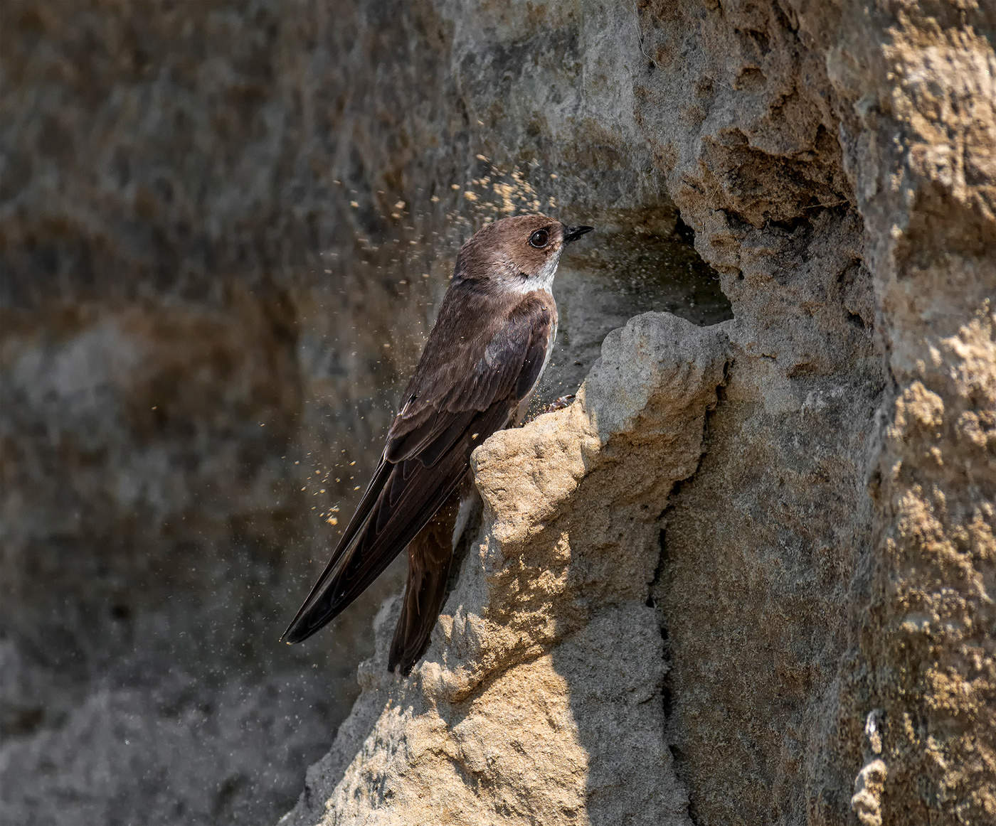 береговушка..