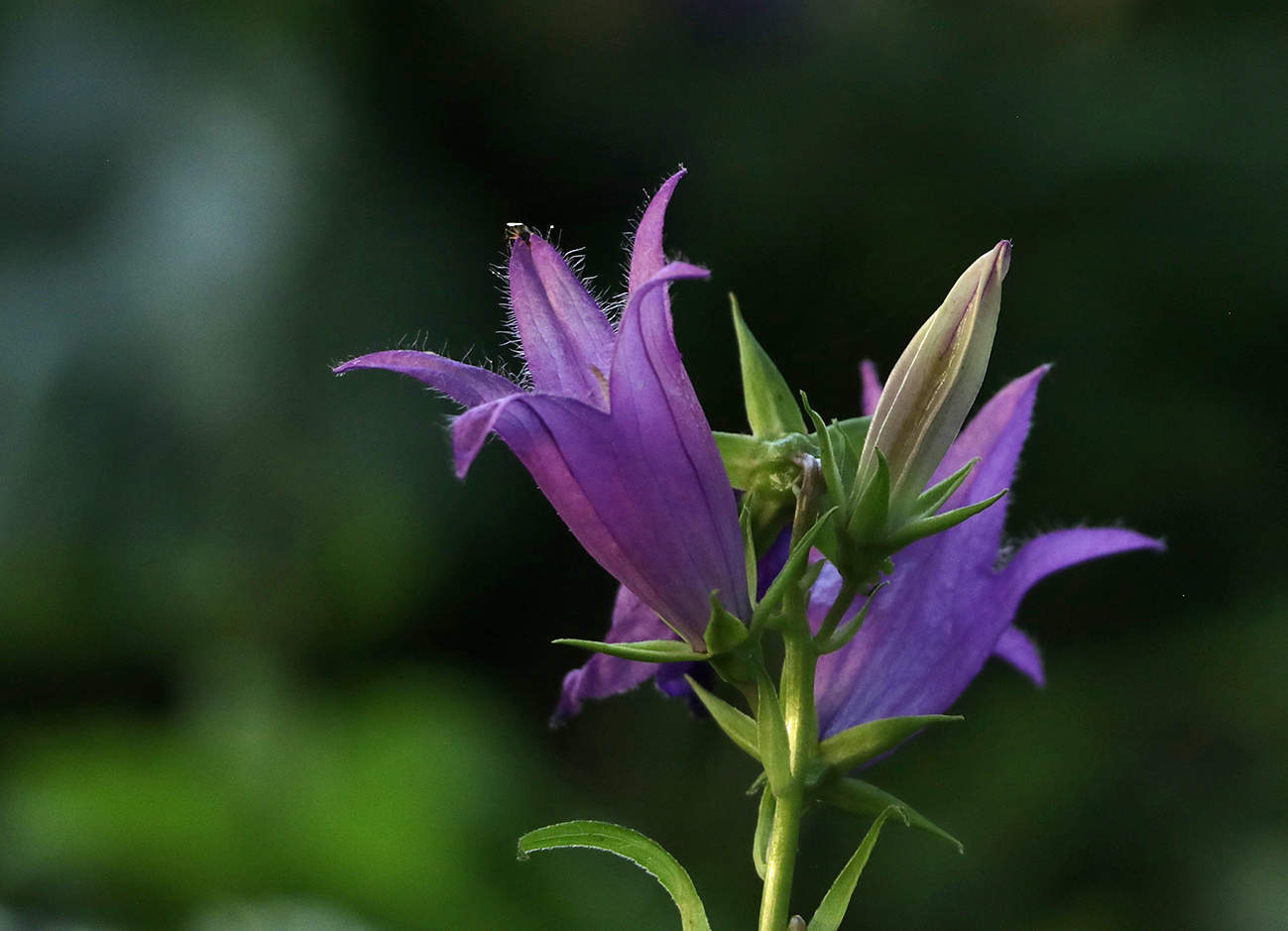 Кампанулка