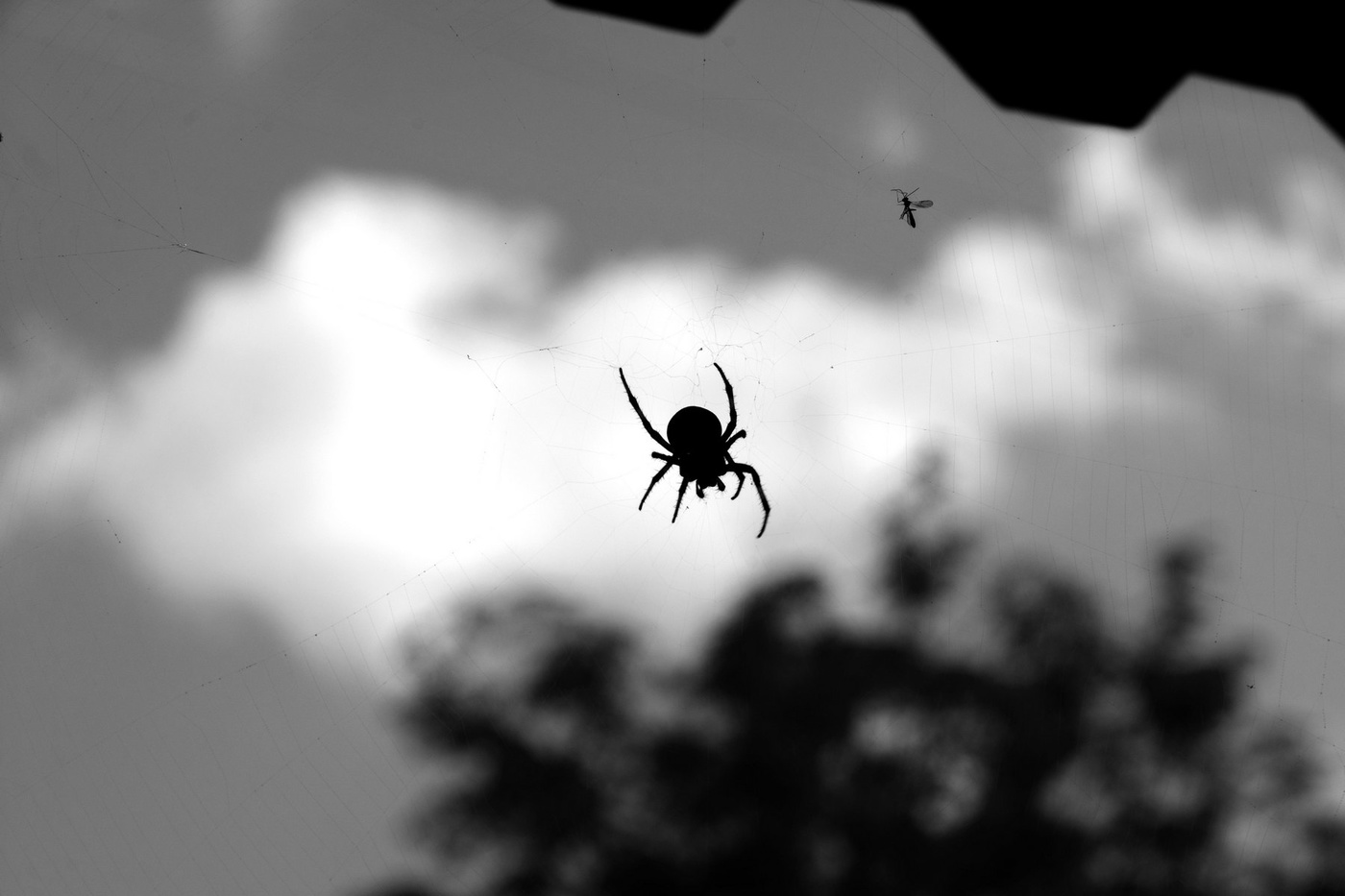 Мухоцокотуховая